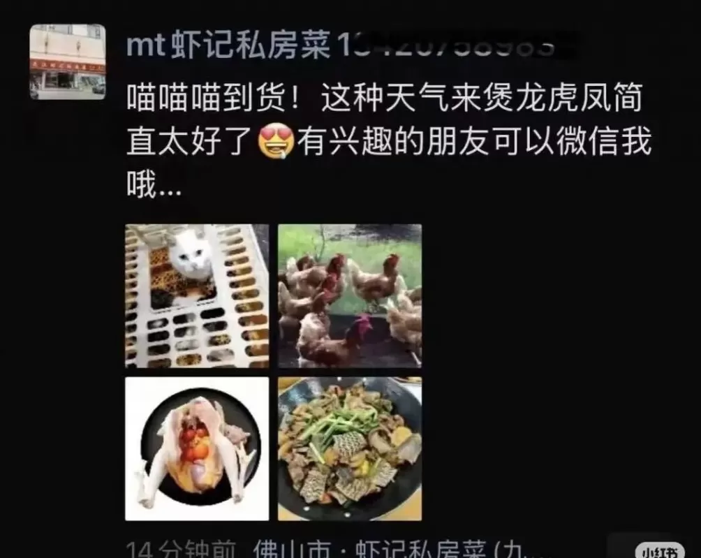 杀猫煲“龙虎凤”餐馆该查，吃猫狗食俗也要改-第1张图片-
