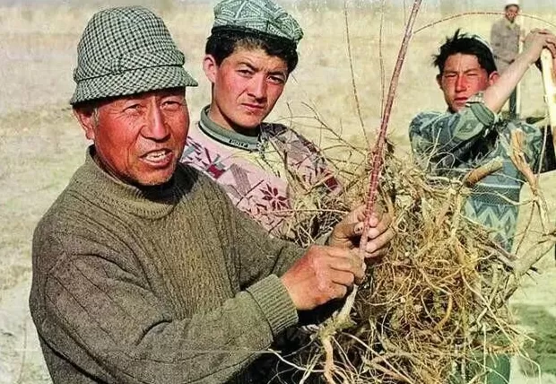 中国著名植物学家、治沙专家刘铭庭逝世-第1张图片- 中国著名植物学家、治沙专家刘铭庭逝世-第1张图片-