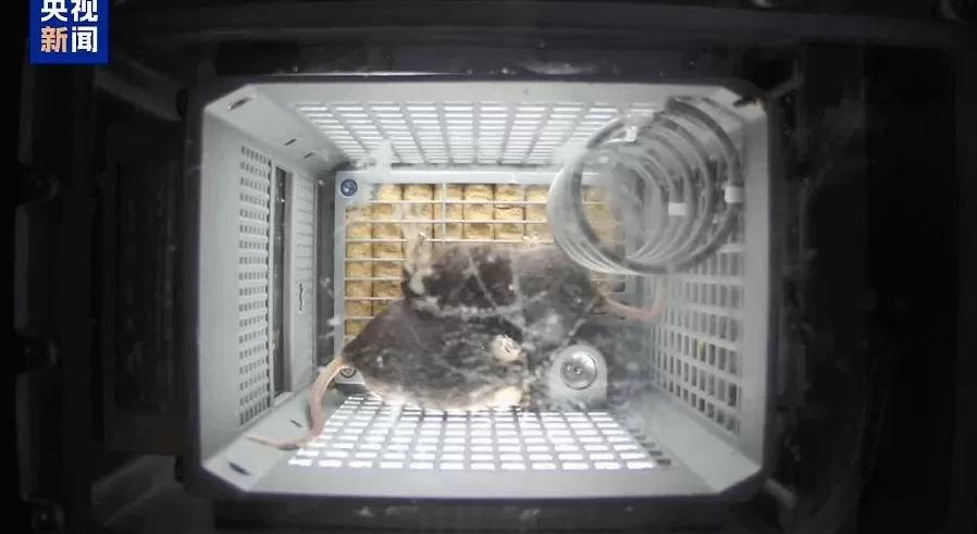 4只小鼠“入住”空间站！状态良好-第2张图片-