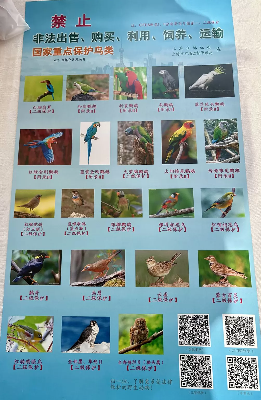 候鸟迁徙渐入高峰,上海持续开展鸟类保护活动、打击违法行为-第1张图片- 候鸟迁徙渐入高峰,上海持续开展鸟类保护活动、打击违法行为-第1张图片-