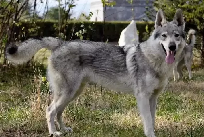 双鸭山尖山区回应“野狼出现”传闻:系捷克狼犬,已收容-第1张图片- 双鸭山尖山区回应“野狼出现”传闻:系捷克狼犬,已收容-第1张图片-