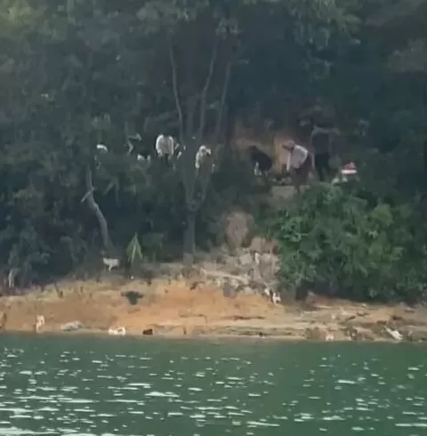 广东清远一水库旁疑多人放生猫咪,管理部门和警方回应-第1张图片- 广东清远一水库旁疑多人放生猫咪,管理部门和警方回应-第1张图片-