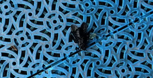 婆孙在泳池边被毒虫咬伤,酒店称虫子是从外面飞进来的,跟酒店没关系!多方最新回应-第3张图片- 婆孙在泳池边被毒虫咬伤,酒店称虫子是从外面飞进来的,跟酒店没关系!多方最新回应-第3张图片-