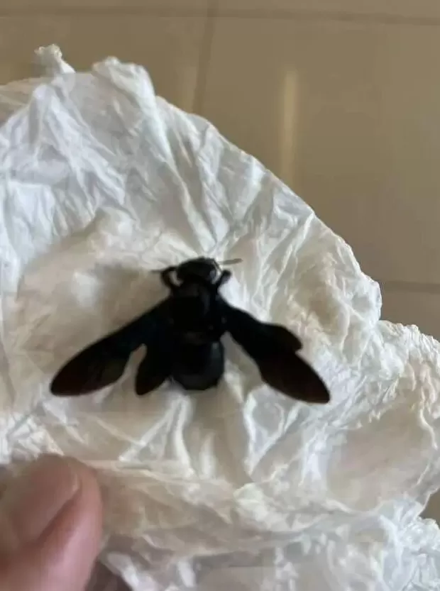 婆孙在泳池边被毒虫咬伤,酒店称虫子是从外面飞进来的,跟酒店没关系!多方最新回应-第7张图片- 婆孙在泳池边被毒虫咬伤,酒店称虫子是从外面飞进来的,跟酒店没关系!多方最新回应-第7张图片-