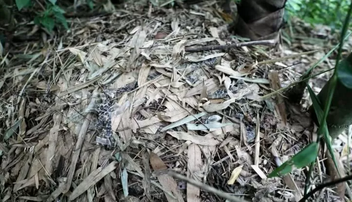 女子山中玩“野生蹦床”，事后得知是蛇窝？专业人士回应-第4张图片-