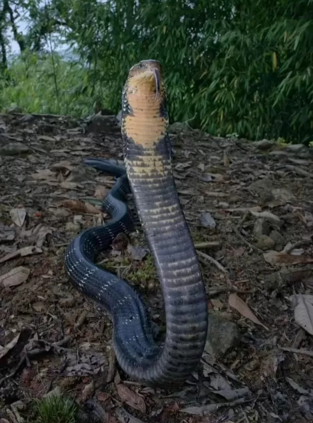 女子山中玩“野生蹦床”，事后得知是蛇窝？专业人士回应-第5张图片-