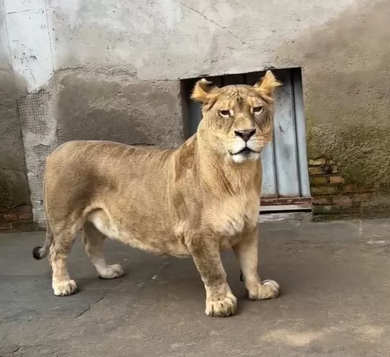 “柯基”狮因腿短走红-第1张图片-