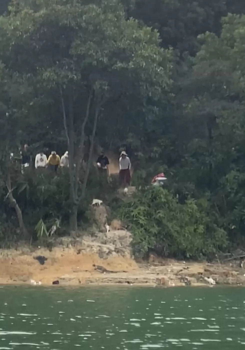 马上评|水库放生猫,这哪里是“善”-第1张图片- 马上评|水库放生猫,这哪里是“善”-第1张图片-