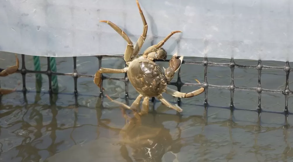 吃蟹,还得是兴化-第2张图片- 吃蟹,还得是兴化-第2张图片-