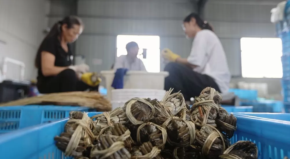 吃蟹,还得是兴化-第3张图片- 吃蟹,还得是兴化-第3张图片-