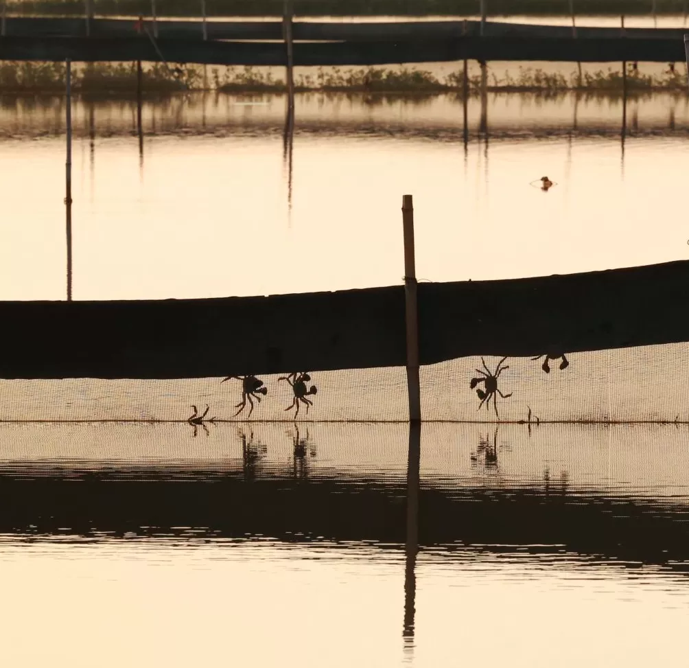 吃蟹,还得是兴化-第6张图片- 吃蟹,还得是兴化-第6张图片-