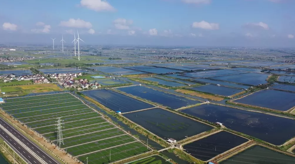 吃蟹,还得是兴化-第5张图片- 吃蟹,还得是兴化-第5张图片-