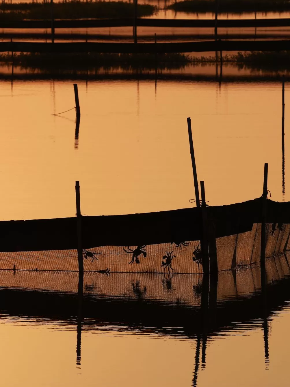 吃蟹,还得是兴化-第7张图片- 吃蟹,还得是兴化-第7张图片-