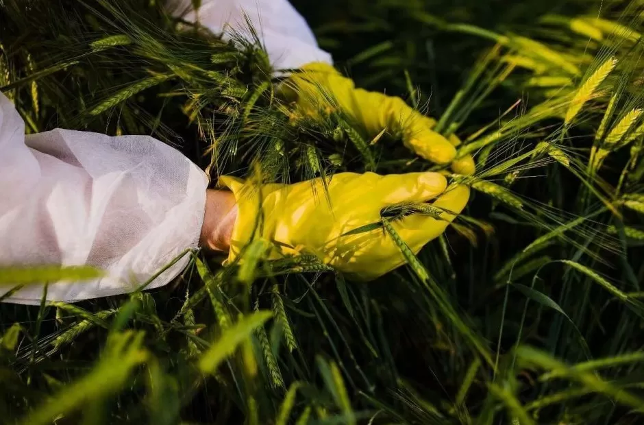 间谍在我国非法搜集亲本种子！国家安全部曝光-第1张图片-