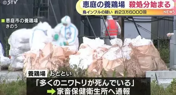 日本暴发禽流感疫情-第1张图片-