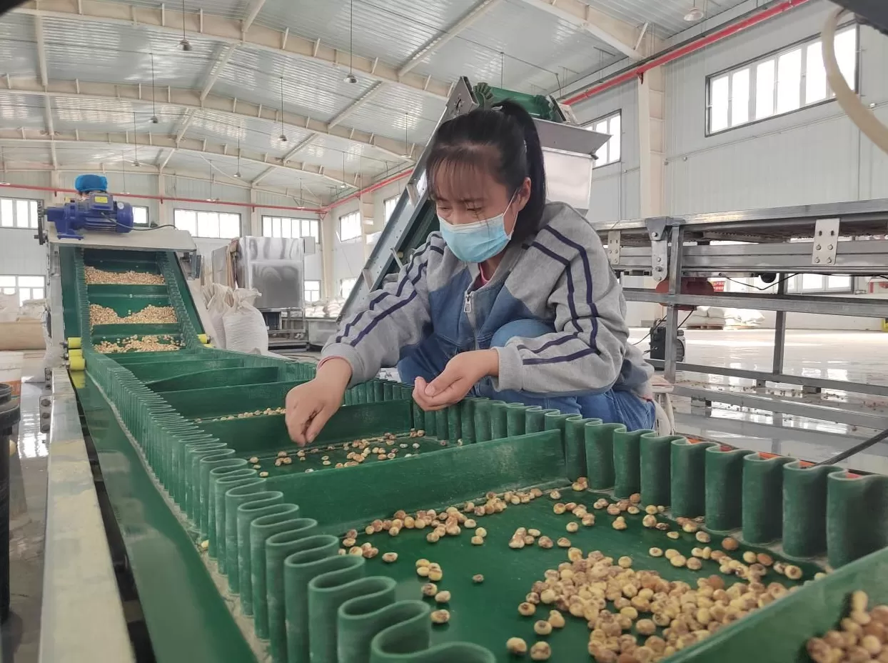 解码兵团高质量发展路径：科技赋能谋创新，出疆出海拓发展-第4张图片-