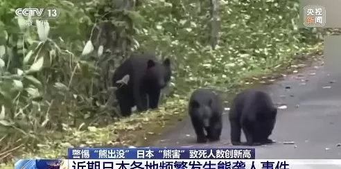 日本“熊害”致死人数创新高中国驻札幌总领馆提醒:警惕熊出没-第1张图片- 日本“熊害”致死人数创新高中国驻札幌总领馆提醒:警惕熊出没-第1张图片-