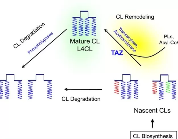 识病寻源|Barth综合征的疗法突破:罕见病需要被看见-第3张图片- 识病寻源|Barth综合征的疗法突破:罕见病需要被看见-第3张图片-