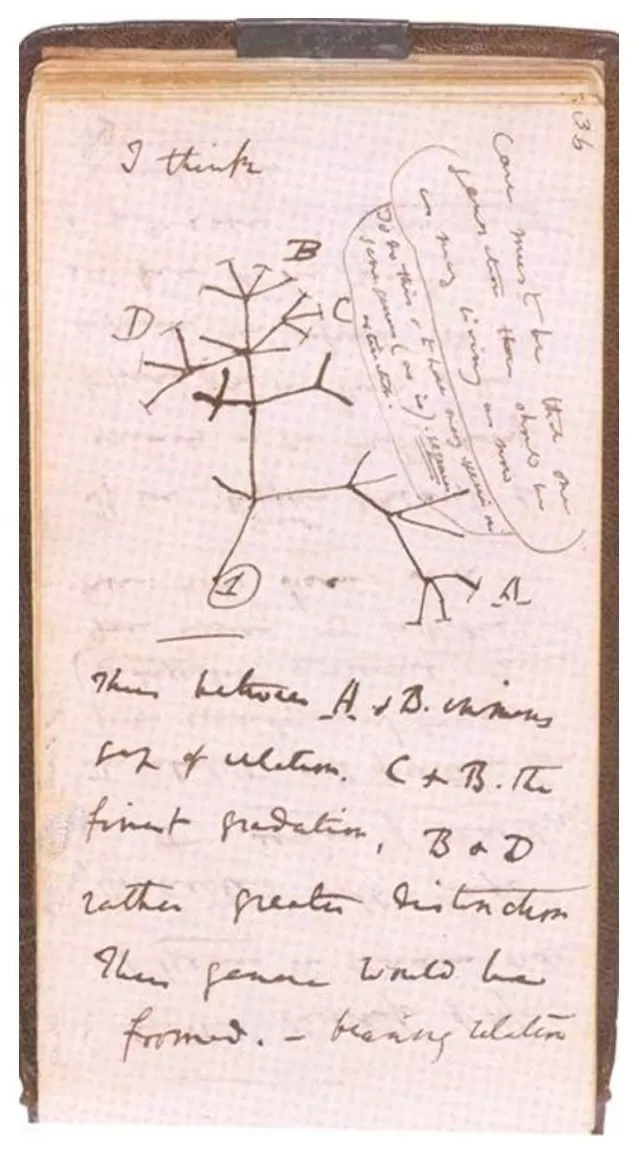 动物在人类医学方面能教我们什么-第2张图片- 动物在人类医学方面能教我们什么-第2张图片-