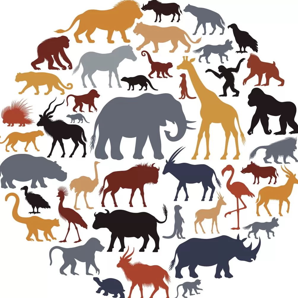 动物在人类医学方面能教我们什么-第1张图片- 动物在人类医学方面能教我们什么-第1张图片-