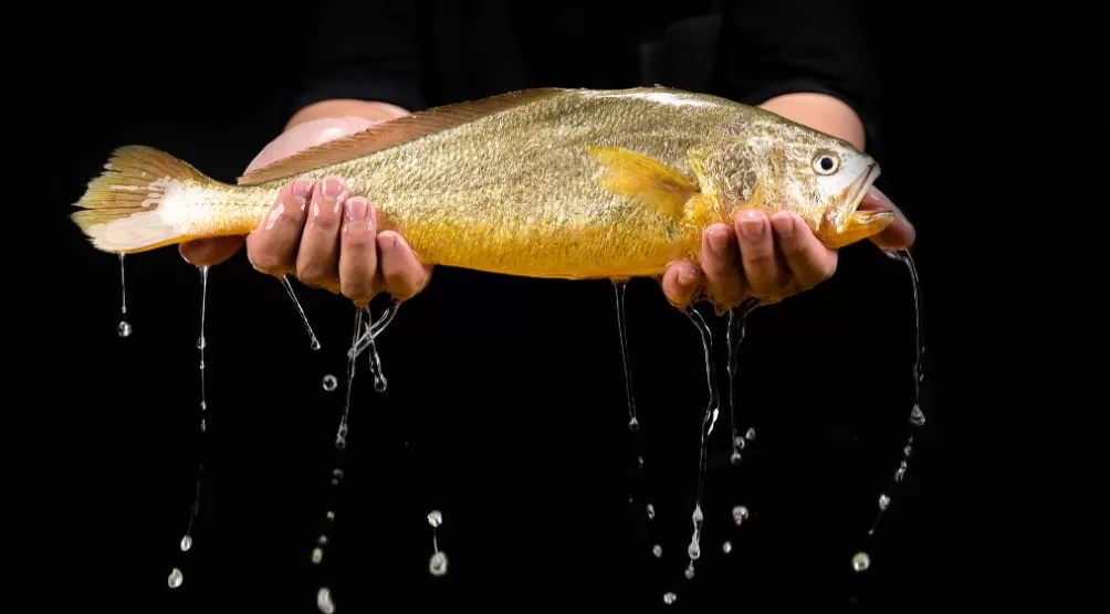 高子华︱西北风起，黄鱼鲞香-第1张图片-