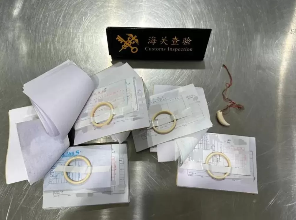杭州海关查获现生象象牙制品75.5克-第1张图片- 杭州海关查获现生象象牙制品75.5克-第1张图片-