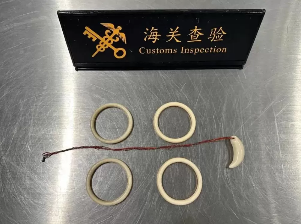 杭州海关查获现生象象牙制品75.5克-第2张图片- 杭州海关查获现生象象牙制品75.5克-第2张图片-