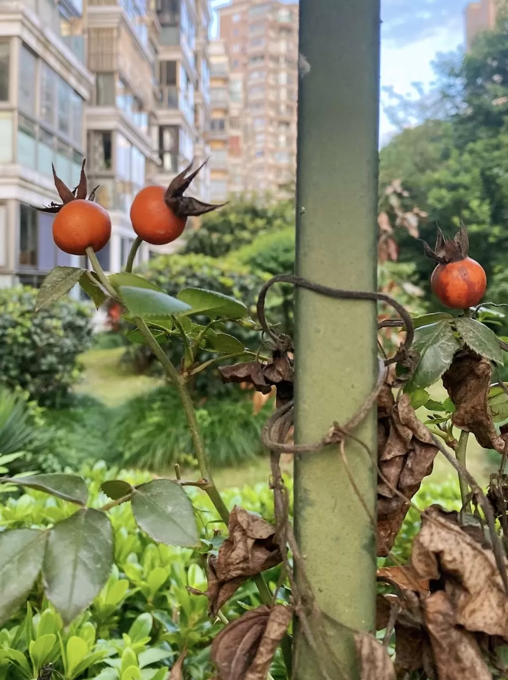 夜读｜一树一果一秋天-第2张图片-