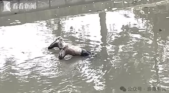 上海一河道内竟漂浮着两条腿?路人惊慌失措…民警、消防紧急出动-第1张图片- 上海一河道内竟漂浮着两条腿?路人惊慌失措…民警、消防紧急出动-第1张图片-