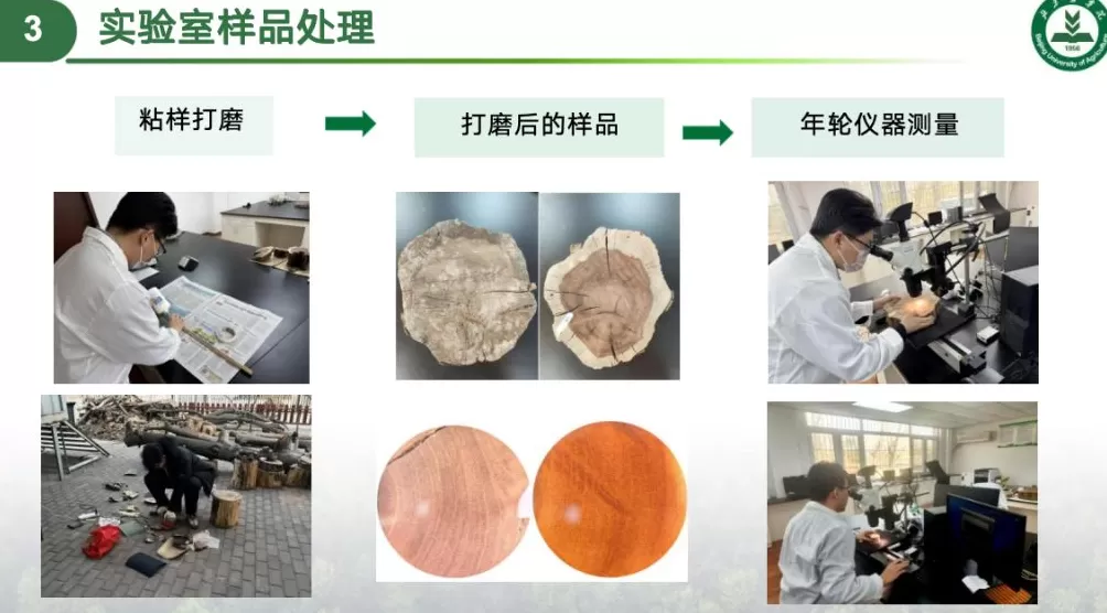 科技赋能,农文旅融合,后稷故里山西稷山县推动板枣产业升级发展-第2张图片- 科技赋能,农文旅融合,后稷故里山西稷山县推动板枣产业升级发展-第2张图片-