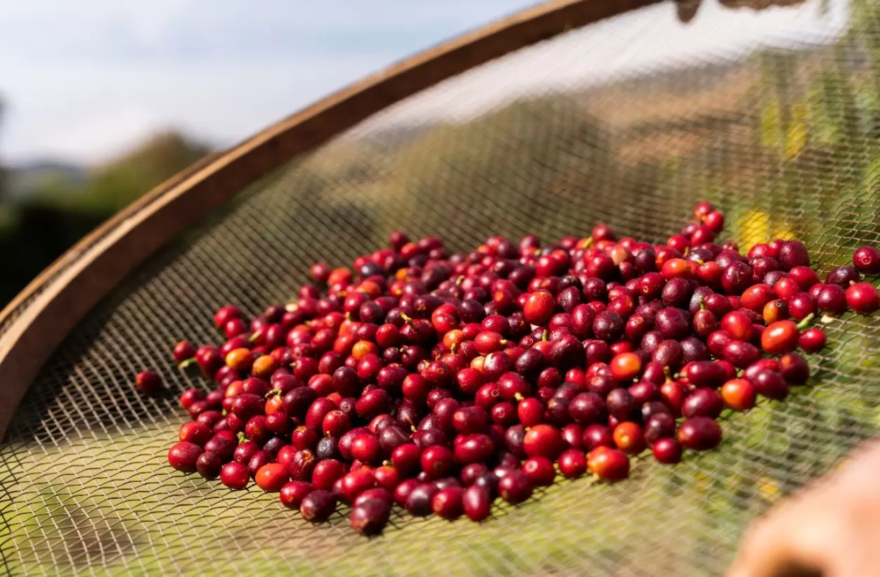 进博会上的一杯瑞幸，折射中国咖啡的全球版图-第5张图片-