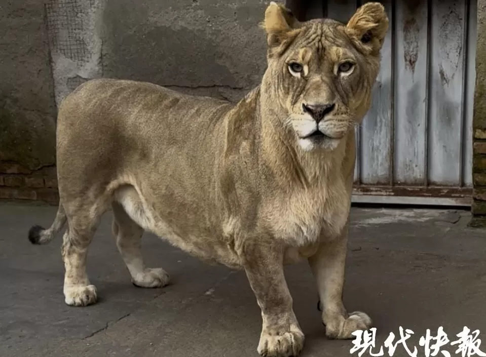 徐州九顶山“柯基狮”猛兽身形配小短腿,反差萌治愈全网-第1张图片- 徐州九顶山“柯基狮”猛兽身形配小短腿,反差萌治愈全网-第1张图片-