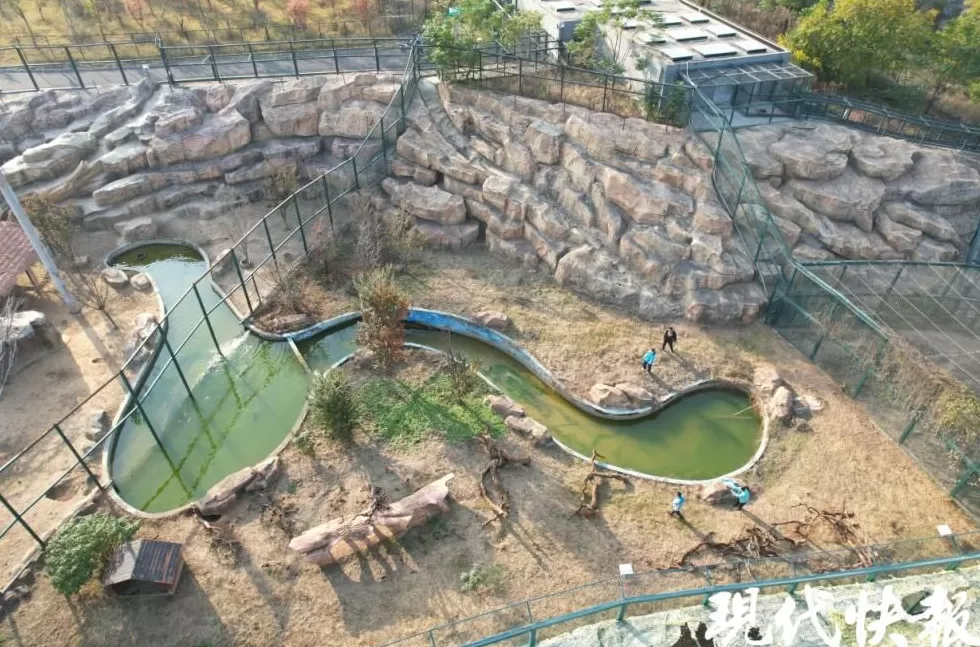 徐州九顶山“柯基狮”猛兽身形配小短腿,反差萌治愈全网-第3张图片- 徐州九顶山“柯基狮”猛兽身形配小短腿,反差萌治愈全网-第3张图片-