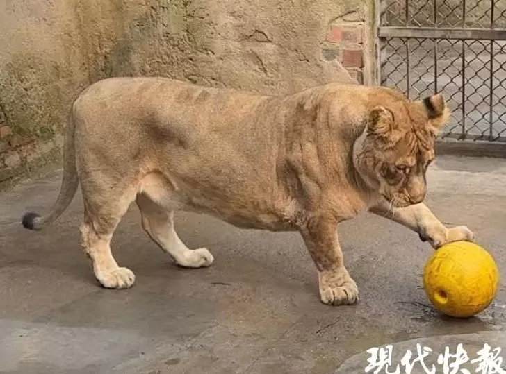 徐州九顶山“柯基狮”猛兽身形配小短腿,反差萌治愈全网-第2张图片- 徐州九顶山“柯基狮”猛兽身形配小短腿,反差萌治愈全网-第2张图片-