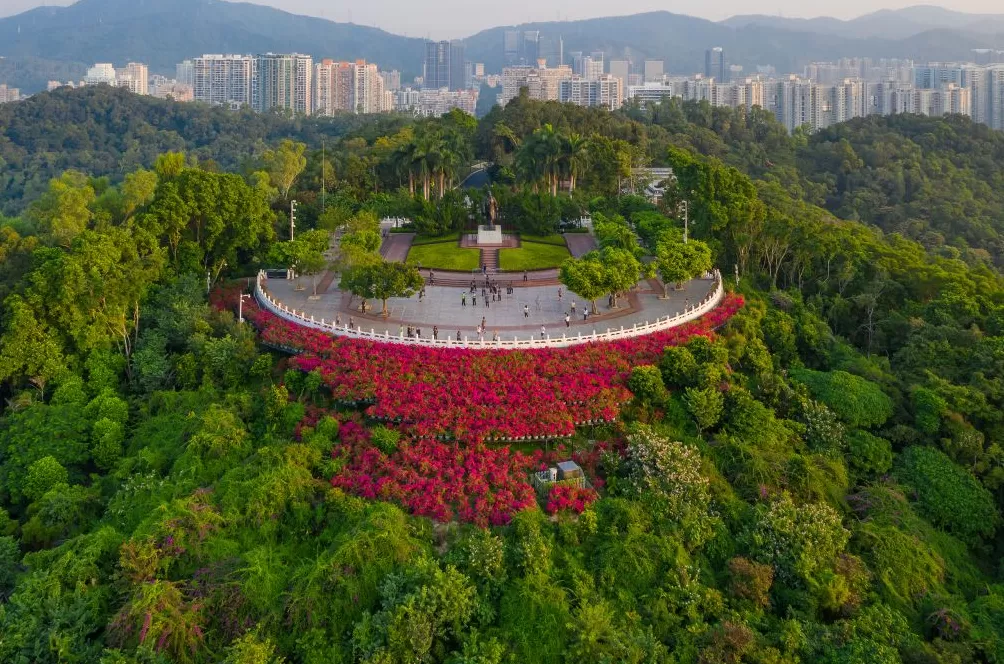 深圳,为先行者开场-第6张图片- 深圳,为先行者开场-第6张图片-