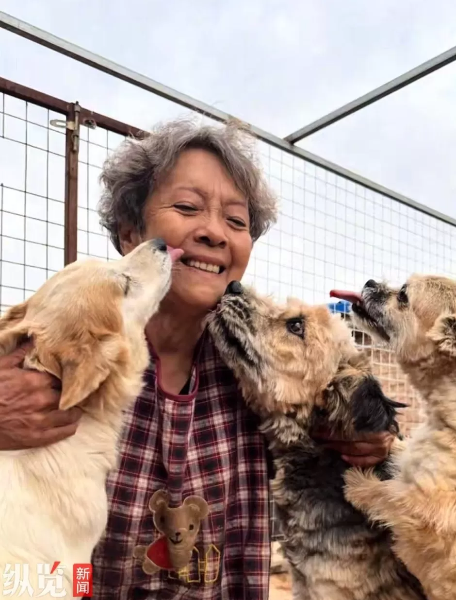 爱心博主董晓红因故离世,生前十年救助过400余只流浪狗,其孙女回应-第1张图片- 爱心博主董晓红因故离世,生前十年救助过400余只流浪狗,其孙女回应-第1张图片-