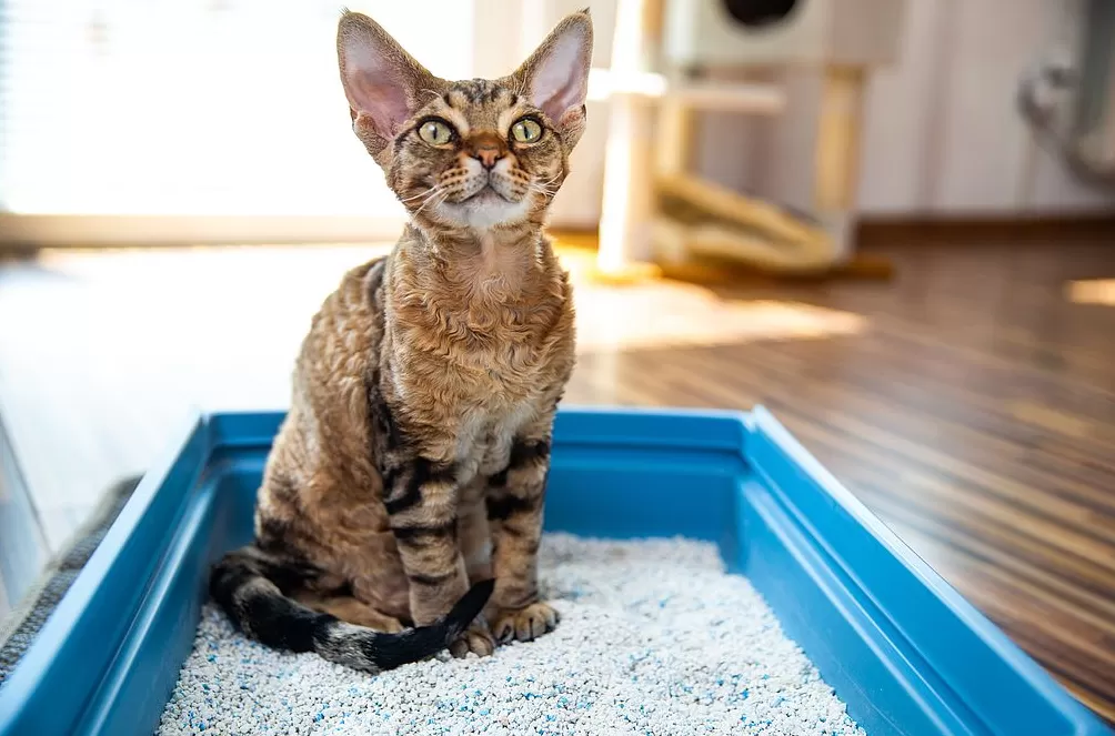 一公斤猫砂比大米还贵,为何还是不怎么赚钱?-第1张图片- 一公斤猫砂比大米还贵,为何还是不怎么赚钱?-第1张图片-