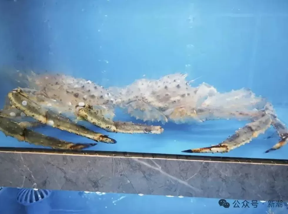 为什么大学食堂不能容下一只帝王蟹?-第4张图片- 为什么大学食堂不能容下一只帝王蟹?-第4张图片-