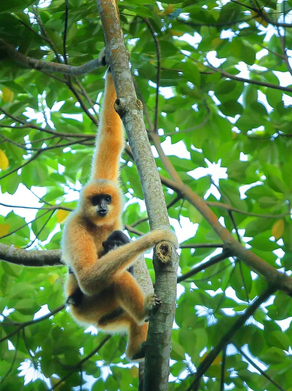 秦始皇祖母陵墓出土的长臂猿为灭绝新物种-第2张图片- 秦始皇祖母陵墓出土的长臂猿为灭绝新物种-第2张图片-