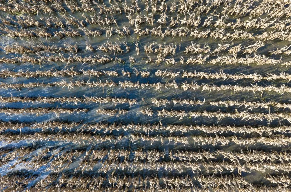 秋涝影响黄淮地区秋收秋播，学者呼吁升级基础能力提升韧性-第1张图片-