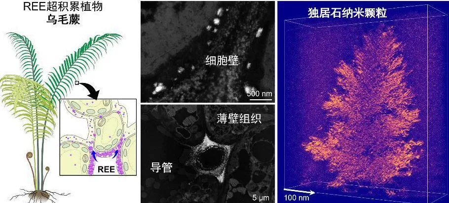 新发现:植物体内不仅有“稀土矿”还有“加工厂”-第1张图片- 新发现:植物体内不仅有“稀土矿”还有“加工厂”-第1张图片-