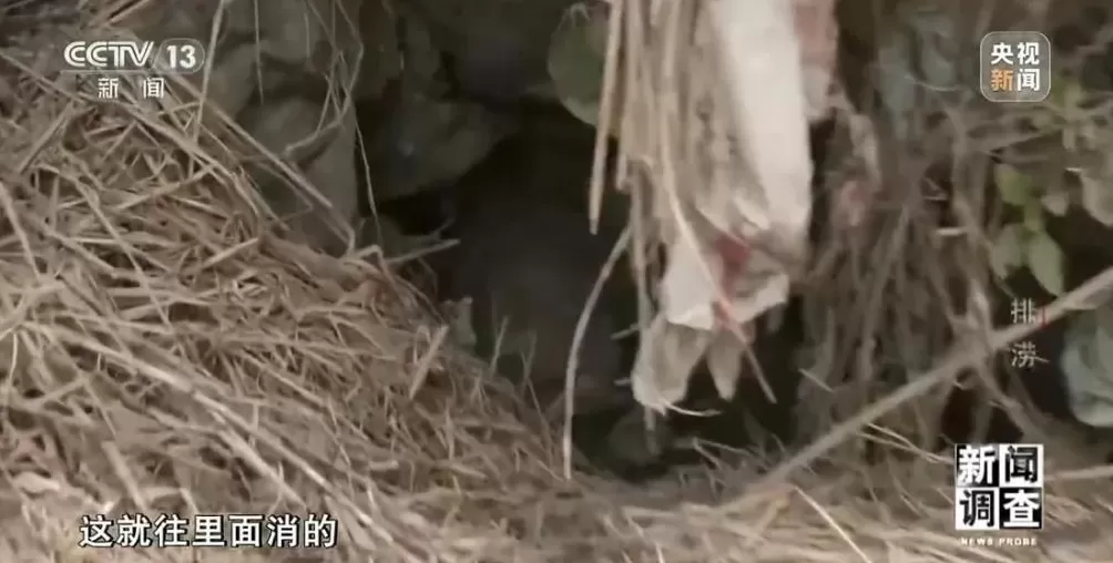 广西百色排涝：200万方积水，46个水泵，1.9万米水管，24小时不间断排水-第7张图片-