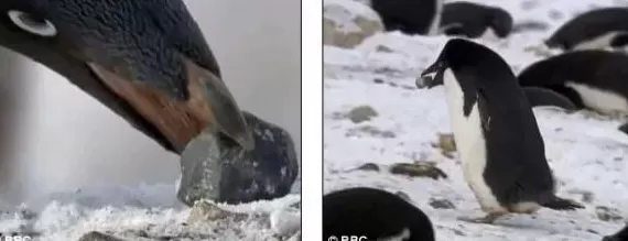 最近爆火的“高雅人士”企鹅表情包，究竟什么来头？-第2张图片-