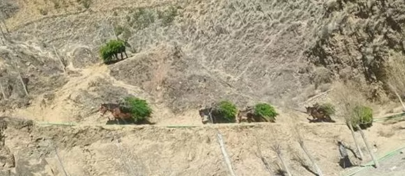 在生态脆弱的高原栽植苗木1.2亿株,西藏做对了什么?-第4张图片- 在生态脆弱的高原栽植苗木1.2亿株,西藏做对了什么?-第4张图片-