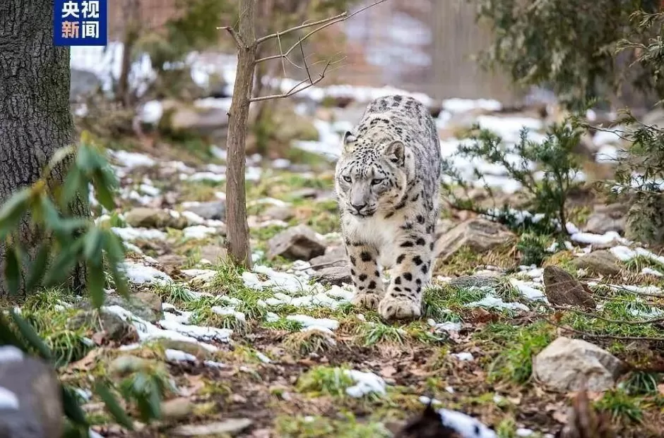 西安一女子被黑熊从身后扑倒撕咬-第3张图片- 西安一女子被黑熊从身后扑倒撕咬-第3张图片-