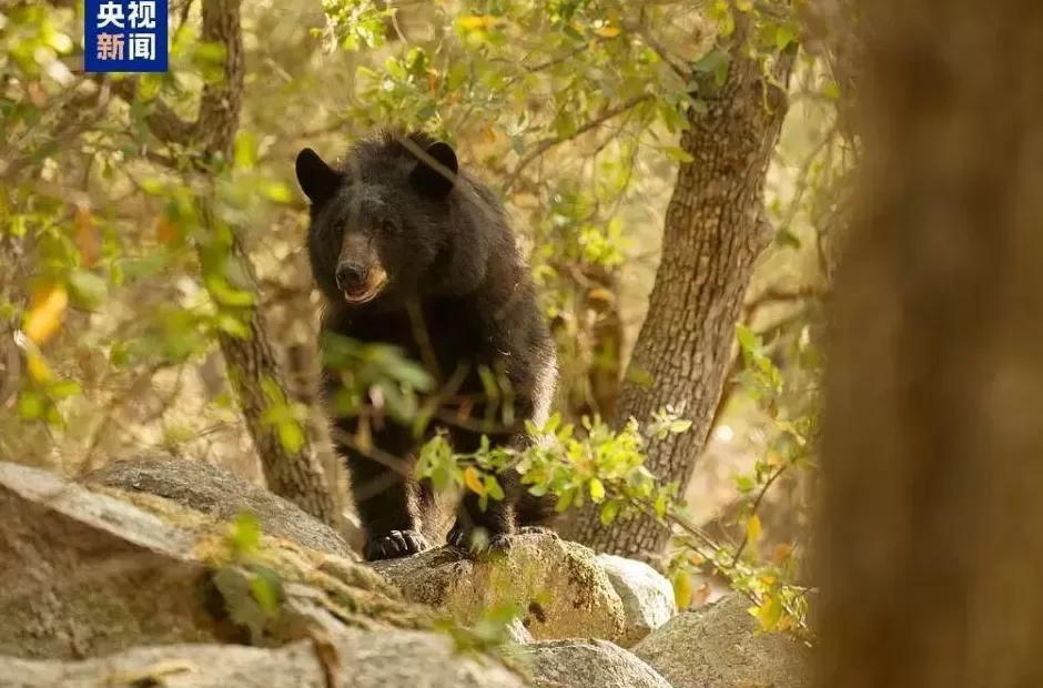 西安一女子被黑熊从身后扑倒撕咬-第2张图片- 西安一女子被黑熊从身后扑倒撕咬-第2张图片-