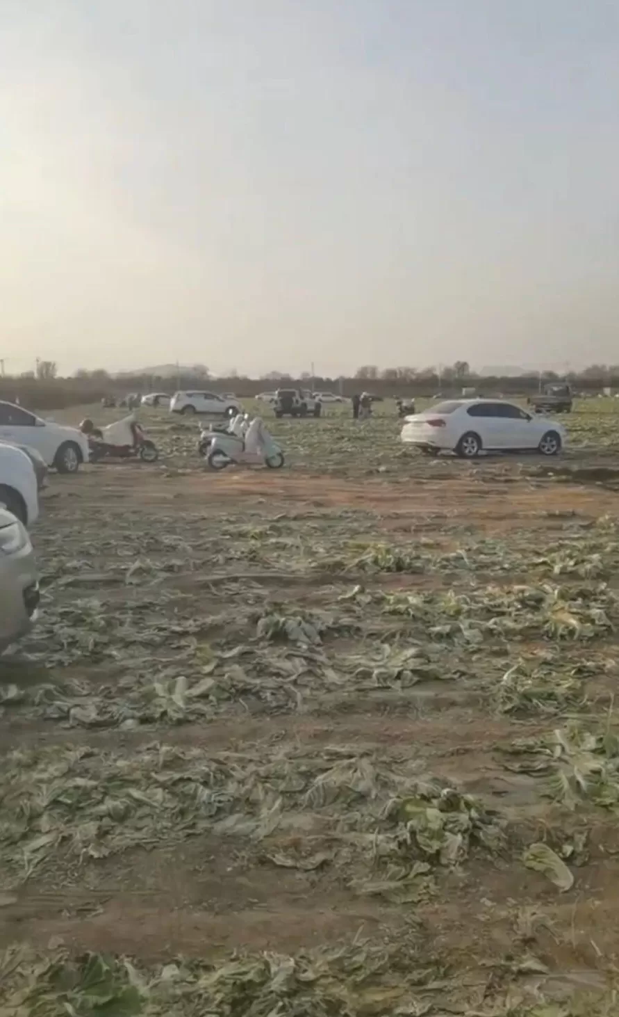 “免费砍白菜”视频疯传,内蒙古200亩白菜被数百人摘走,有人开车前往,菜地主人回应-第1张图片- “免费砍白菜”视频疯传,内蒙古200亩白菜被数百人摘走,有人开车前往,菜地主人回应-第1张图片-