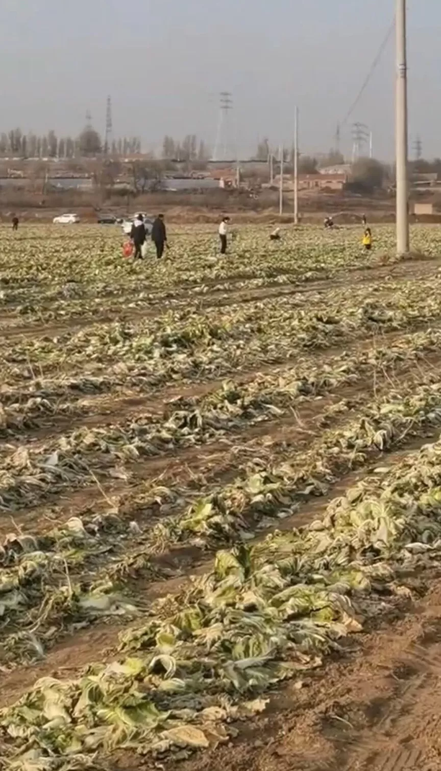 “免费砍白菜”视频疯传,内蒙古200亩白菜被数百人摘走,有人开车前往,菜地主人回应-第2张图片- “免费砍白菜”视频疯传,内蒙古200亩白菜被数百人摘走,有人开车前往,菜地主人回应-第2张图片-