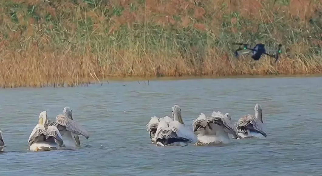 媒体:撞落大雁!无人机不能飞过生态保护红线-第1张图片- 媒体:撞落大雁!无人机不能飞过生态保护红线-第1张图片-