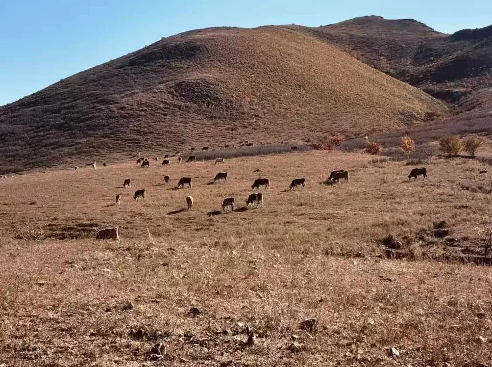 从村民冲突走向行政司法程序:内蒙古赤峰两村半个多世纪的土地之争-第1张图片- 从村民冲突走向行政司法程序:内蒙古赤峰两村半个多世纪的土地之争-第1张图片-